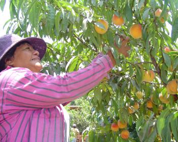 Peru's farmers lack information: Why are telecentres being underused?