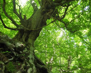 Tree in Bulgarian frest